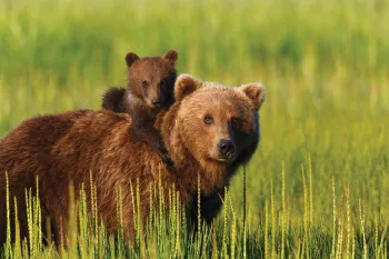 A bear cub rides atop an adult bear in the wild