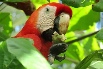 Photo of a parrot in a tree