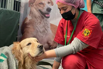A veterinary work comforts a dog in their care.