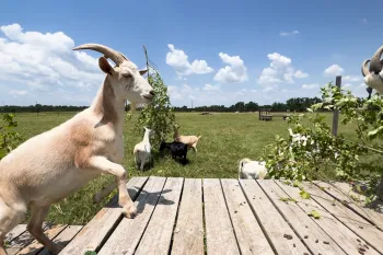 A goat steps onto a platform
