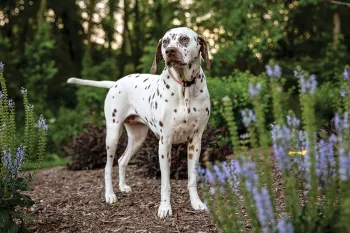 A cute dalmation named Tali stands majestically among trees and purple flowers.
