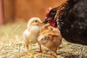 Closeup of a hen caring for her small chicks.
