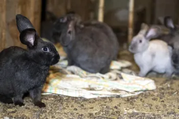 A group of rabbits in the home of an overwhelmed caregiver