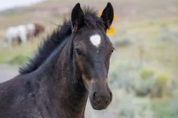Cute Young Foal Wild Horse of the Badlands