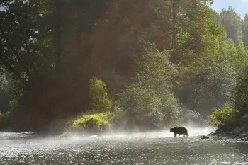 Wide shot of a grizzly bear walking on a riverbank with lush trees and rays of sunlight behind.