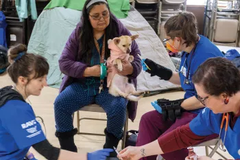Three RAVS volunteers work together to examine a dog.