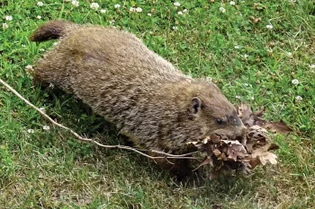 Photo of a groundhog gathering dried plant materials for a burrow refresh