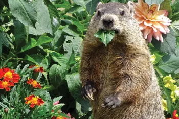 Photo of a groundhog eating a dahlia