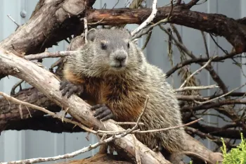 Photo of a groundhog in a tree