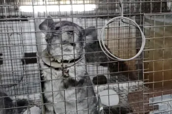 Chinchilla on Romanian fur farm