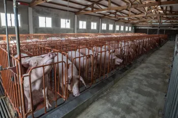 Pigs in tight cages