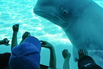 A beluga whale on display at Marineland