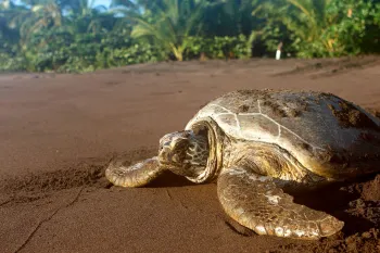 A sea turtle faces the ocean on a sandy beach with tropical trees in the background