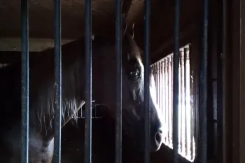 A horse standing in a stall