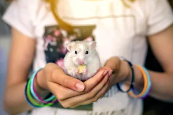 A white and tan hamster eats a healthy snack while sitting in the hands of a person