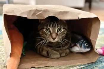 A cat curled up in a paper shopping bag.