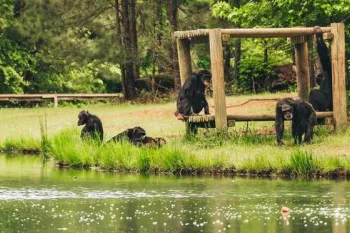 Rescued chimps at sanctuary