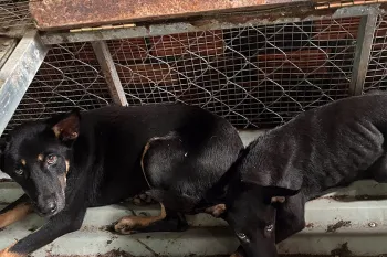 Rescued from the dog meat trade