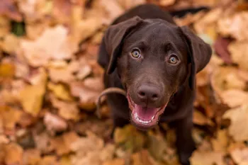 Brown lab puppy dog in fall leaves