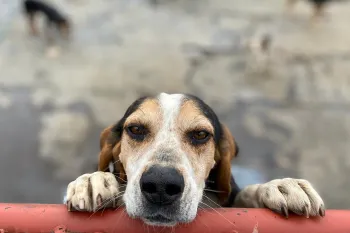Dog holding pole