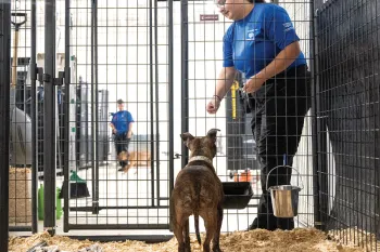 Brown dog waits inside her kennel patiently for a treat.