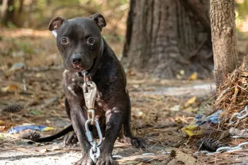 Black dog with infected eyes, linked to a heavy chain outside.
