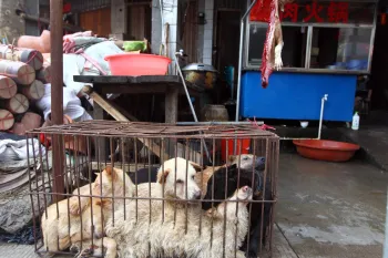 Dogs awaiting slaughter at the Yulin dog meat festival in China