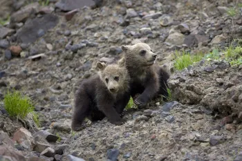 Bears at Yellowstone National Park
