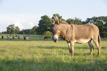 Equine Protection