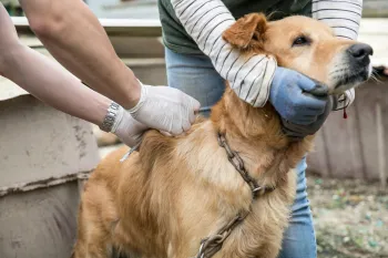 Vaccinating a dog