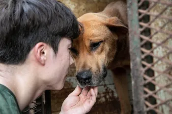 Rescuing a dog from a dog meat farm in South Korea