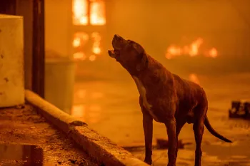 California Wildfires - 2025