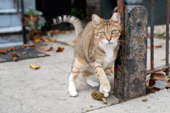 cat standing next to metal fixture
