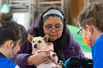 dog examined by vets