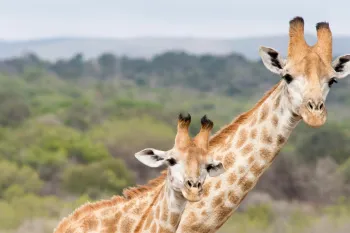 two giraffes together