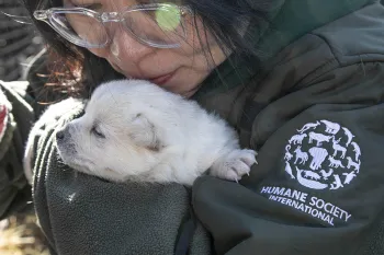 Snuggling a puppy rescued from a dog meat farm in South Korea