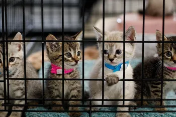 four kittens in a cage