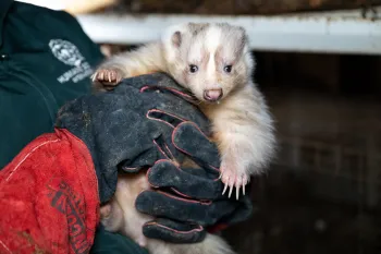 OH Fur Farm Rescue