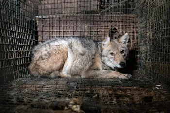 OH Fur Farm Rescue
