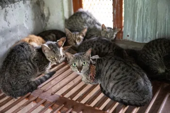 Cats rescued from the Viet Nam cat meat trade