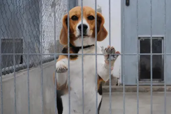 Beagle standing up and leaning forward in cage