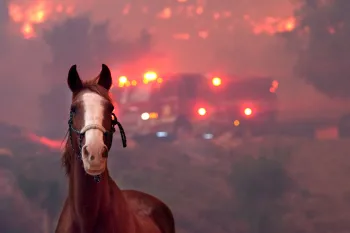 A horse standing in front of wildfires in California in 2018