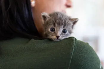 kitten on woman's shoulder