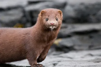 mink in rocky habitat 