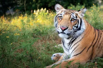 Tiger in grass