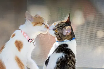 Vehicle Donatoin - step 4