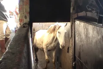 Horse entering slaughter area