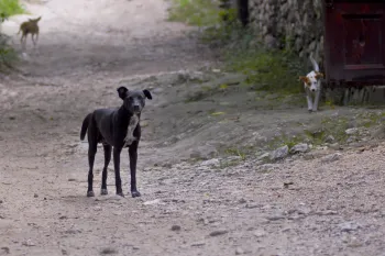 Haiti Street Dogs