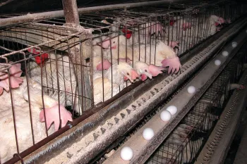 Chickens in cruel confinement of factory farming