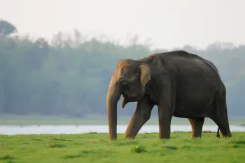 Adult female Asian Elephant on a green island in the Kabini river of Nagarahole Tiger Reserve, India